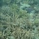 schönes Korallenriff auf der Nordwestseite von Fafa-Island<br />					