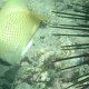 Zitronen-Falterfisch neben Seeigel