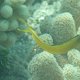 gelber Säbelzahn-Schleimfisch