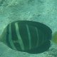 Pazifischer Segelflossen-Doktorfisch