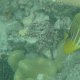 junger Pazifischer Segelflossen-Doktorfisch neben Seeigel