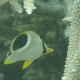 Sattelfleck-Falterfisch