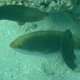 grosser Zweifarben-Lippfisch + Papagei-Fische (Weibchen)