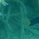 Blaugelber Zwergkaiserfisch + Pazifischer Segelflossen-Doktorfisch