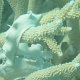 weisse Nacktschnecke oder Strudelwurm in Hornkorallen
