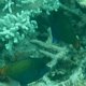 Orangeschwanz-Feilenfische