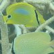 Azurfleck-Falterfisch + Zitronen-Falterfisch