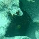Kraken versteckt in Korallen-Loch