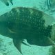 Dreilappen-Lippfisch