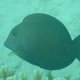 Grauer Doktorfisch