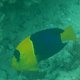 Blaugelber Zwerg-Kaiserfisch