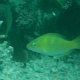 Dunkelkappen-Papageifisch (Weibchen)