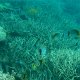 Gestreifte Riesen-Falterfische im Schwarm mit anderen Riff-Fischen