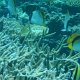 Gestreifte Riesen-Falterfische
