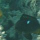 Dreiflecken-Preussenfisch + Rotflossen-Anemonenfisch
