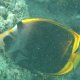 Dunkler Falter-Fisch