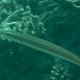 Zigarren-Lippfisch