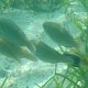 Schwarm von jungen Papagei-Fischen + Doppelband-Meerbarbe