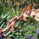 tropische Blüten im sonnigen aber recht kühlen Neuseeland<br />					