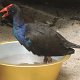 das "Manualii"-Huhn benutzt unser Fusswaschbecken als Badewanne