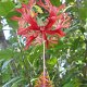 spezielle Hibiskus-Blüte