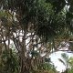 Ufer-Bewachsung auf Fafa-Island<br />					
