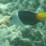 Schnorcheln am schönen Riff von Botaira Beach : junger Zweifarben-Bannerlippfisch<br />					