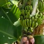 Bananenstaude in unserer Hotelanlage<br />					