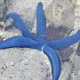 blauer Seestern