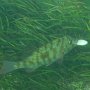 Strassenkehrer mit kleinem Fisch im Maul