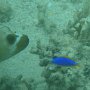 blaugelbe Demoiselle neben Kugelfisch