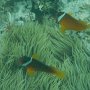 Rotflossen- oder Weissbinden-Anemonenfisch