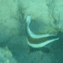 Schnorcheln in der Südsee: junger Wimpelfisch