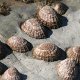 Muscheln am Strand bei Ebbe