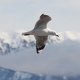 Möwe im Flug vor den Schnee-Bergen