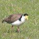 ein Vogel mit gelber Maske