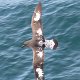 Petrel = Sturmvogel