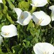 diese Blumen wachsen im Neuseeländischen Frühling überall