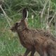 ein Hase ist das erste wilde Land-Säugetier, dass wir in Neuseeland sehen