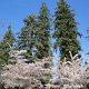 Frühling in Hanmer Springs<br />					
