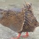 "Weka" = Maori-Huhn