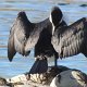 ein Kormoran trocknet seine Flügel in der Sonne