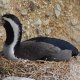 Kormoran beim Brüten an der Nordspitze der Otago-Peninsula