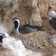 Kormoran-Kolonie