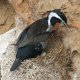 hier sieht man das Kormoran-Ei
