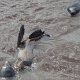 die Tiere spielen und tollen im Wasser herum