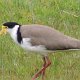 'Gelbmasken'-Vogel am Hoopers-Inlet