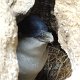 Blauer Pinguin beim Brüten in Felsspalte