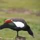 eine Ente lauert auf dem Pfahl an der Lagune