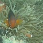 die in Fiji viel vorkommenden Anemonenfische